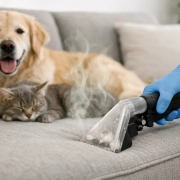 Upholstery Cleaning for Pet Odors That Works